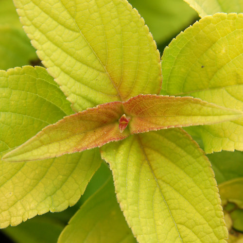 'Golden Delicious' - Golden Leaved Pineapple Sage - Salvia elegans