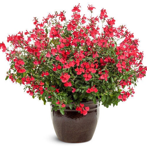 Beauty Shot: OutShine™ Red - sage - Salvia