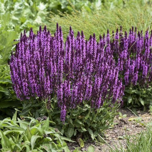 'Pink Profusion' - Perennial Salvia - Salvia nemorosa