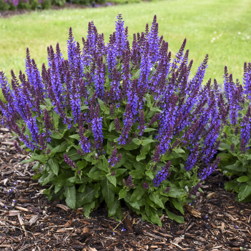 Image of Salvia perennial