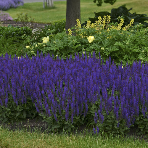 Color Spires® 'Violet Riot' - Perennial Salvia - Salvia nemorosa