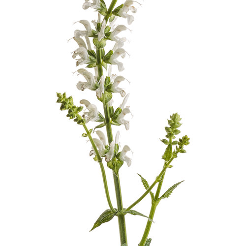 Cut-out: salvia_white_profusion_02-macro.jpg