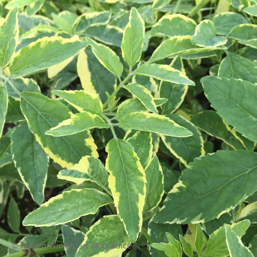 sambucus_instant_karma_foliage_elderberry_closeup.jpg