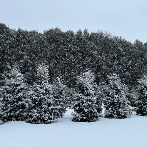 Landscape: Multiple dark green arborvitaes dusted in snow atop a snow covered ground.