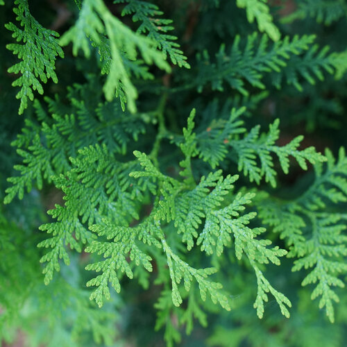 Close-up: The bright green, dense, flat foliage of a Sasquatch Dark Green arborvitae.