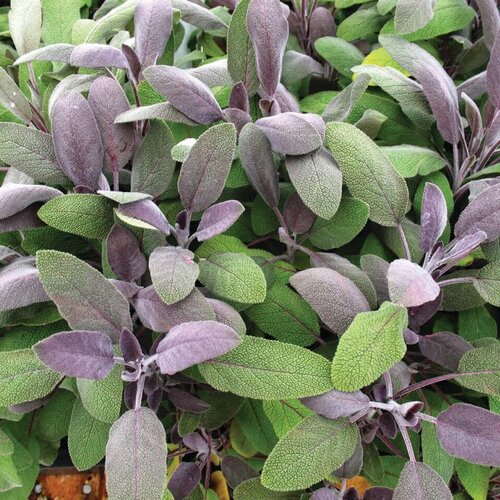 Savory Sachet™ - Sage - Salvia officinalis 'Purpurea'