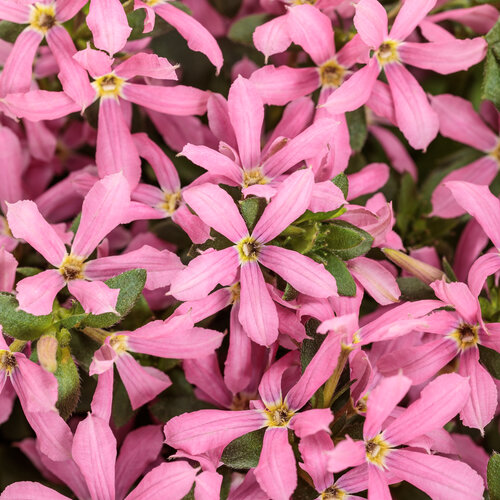 Stardiva® Pink - fan flower - Scaevola aemula