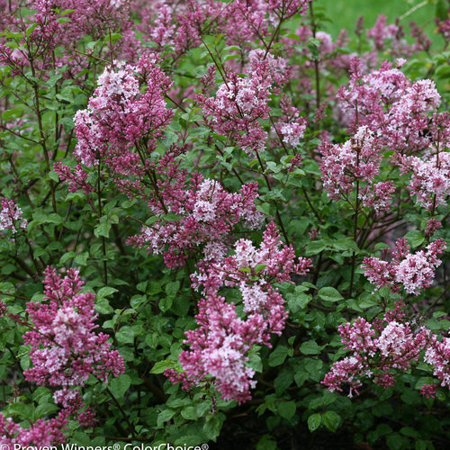 scent_and_sensability_syringa-6020.jpg