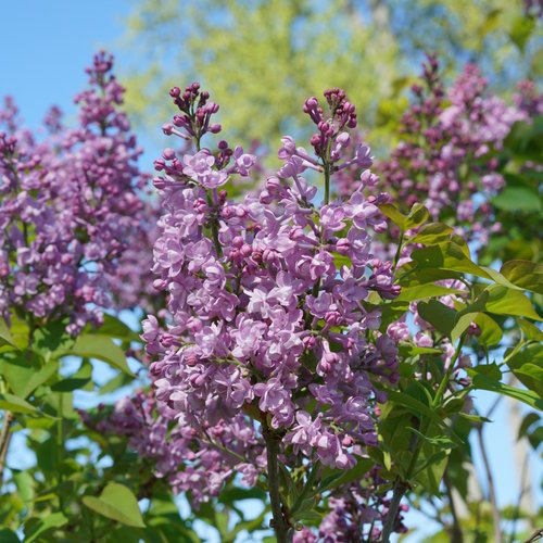 scentara_double_blue_lilac fragrant bloomer