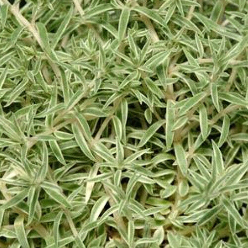 Sea Urchin - Cream and Green Carpet Sedum - Sedum lineare