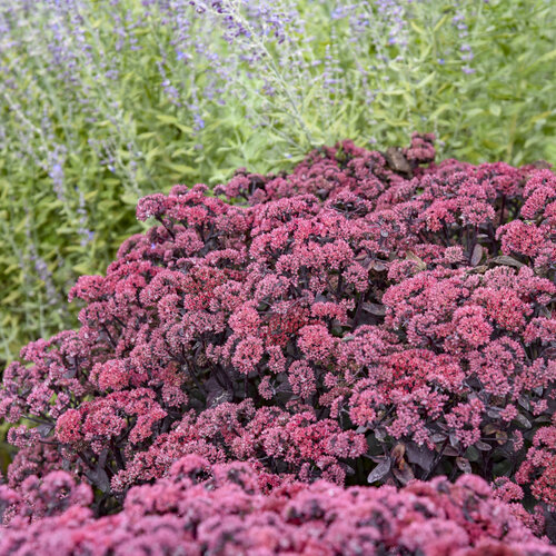 Rock 'N Grow® 'Midnight Velvet' - Stonecrop - Sedum hybrid