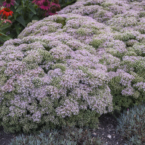 sedum_pure_joy_apj18_4.jpg