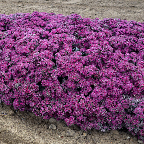 sedum_superstar1.jpg