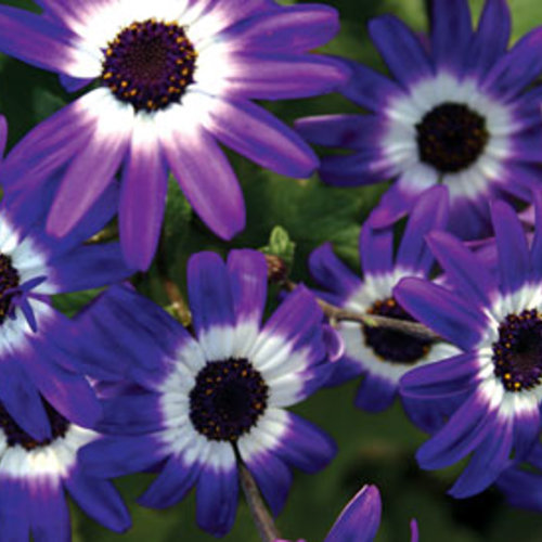 Purple White and Blue Daisy Flowers Senetti Pericallis Annual Flowers  100 Seeds 