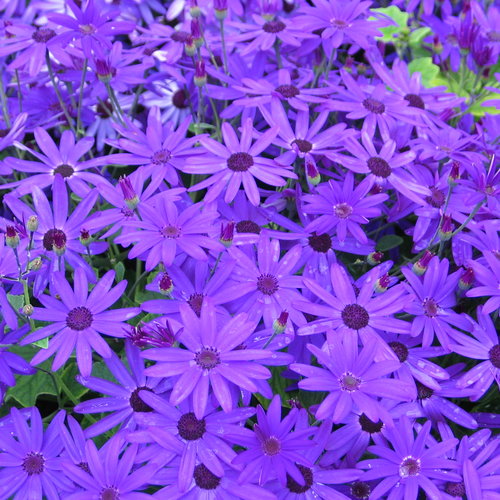 Senetti® Deep Blue - Cineraria - Pericallis hybrid