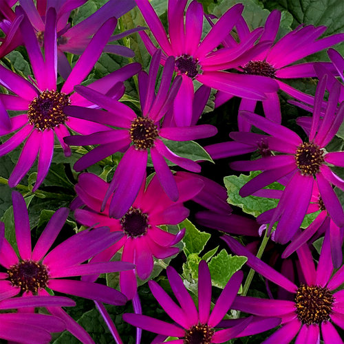 Senetti® Radiant Purple - Cineraria - Pericallis hybrid