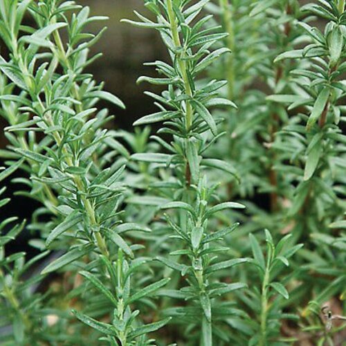 Shish Kabob™ - Rosemary - Rosmarinus officinalis