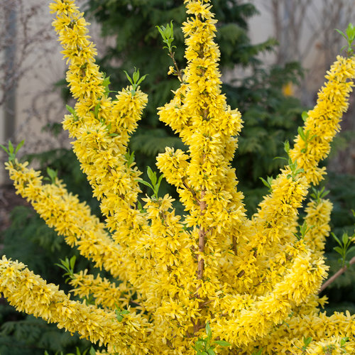 show off forsythia