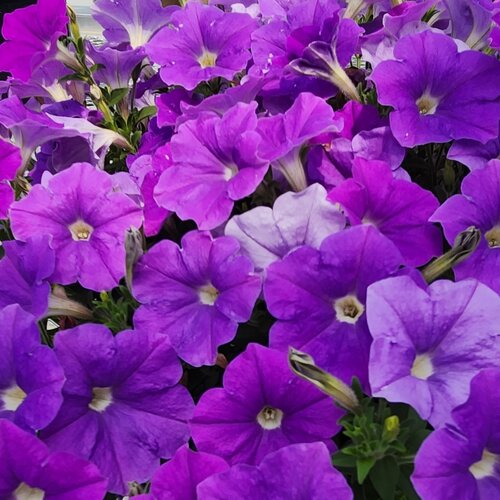 Surfinia® Sky Blue II - Petunia  