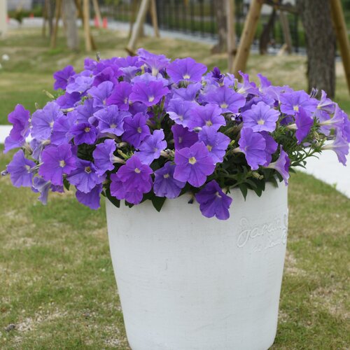 Beauty Shot: Surfinia Sky Blue II Container