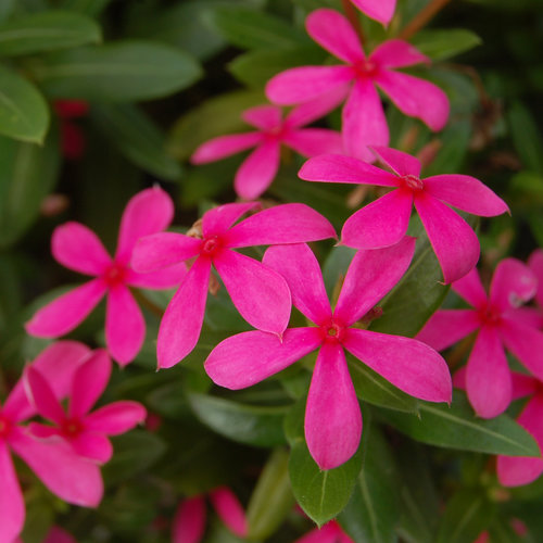 Soiree Kawaii® Pink - Vinca - Catharanthus hybrid