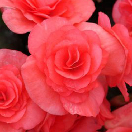 Solenia® Dark Pink - Rieger Begonia - Begonia x hiemalis
