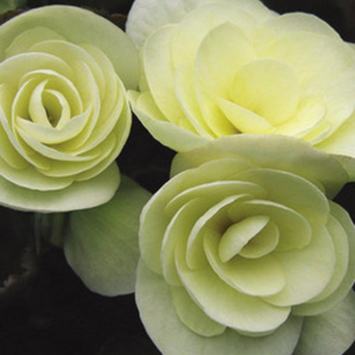 Solenia® Light Yellow Rieger Begonia Begonia x hiemalis Proven