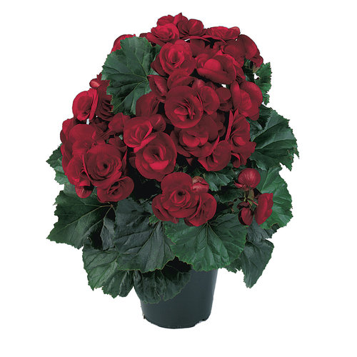 Solenia® Velvet Red - Rieger Begonia - Begonia x hiemalis