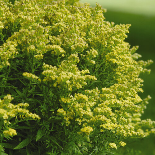 Solidago 'Dansolitlem' LITTLE LEMON - Goldenrod - Asteriscus asteraceae
