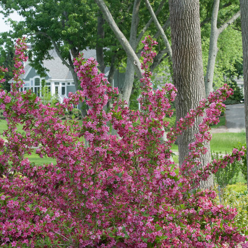 sonic_bloom_pink_weigela-2013.jpg