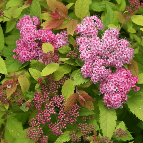 Double Play Big Bang® - Spirea - Spiraea x