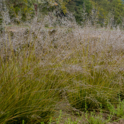 'Gone With The Wind' - Prairie Dropseed, Ornamental Grass - Sporobolus heterolepis