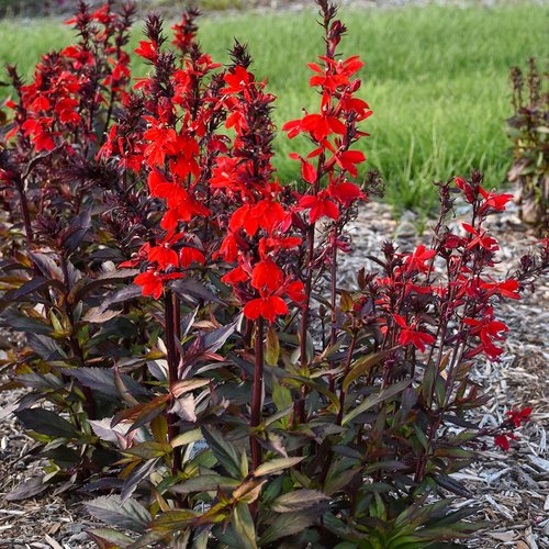 Starship Scarlet Bronze Leaf™ - Cardinal Flower - Lobelia speciosa