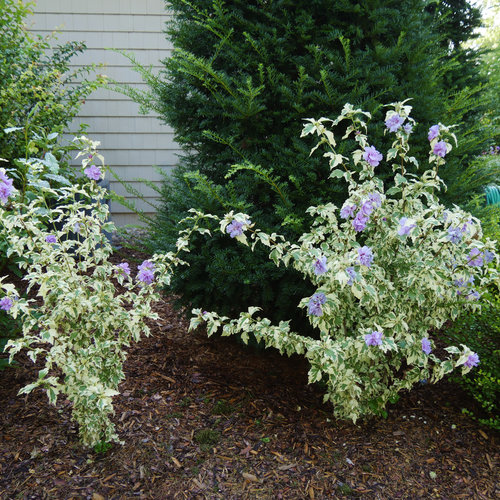 Sugar Tip Gold Rose Of Sharon Hibiscus Syriacus Proven Winners