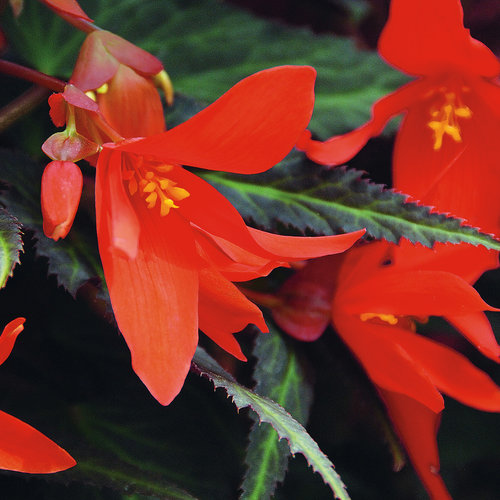 Summerwings® Ebony and Orange - Tuberous Begonia - Begonia hybrid