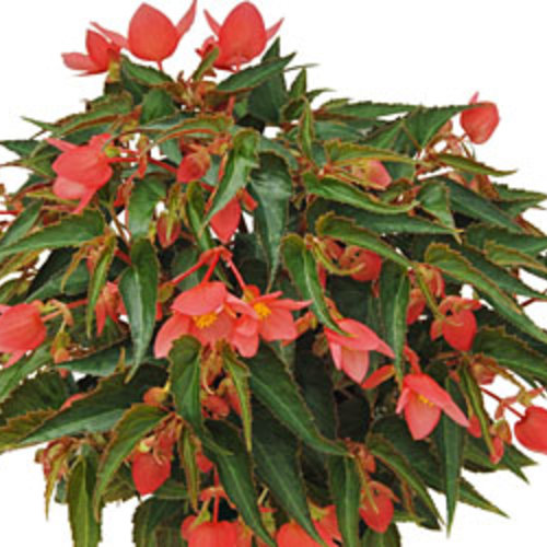Summerwings® Pink Elegance - Tuberous Begonia - Begonia boliviensis