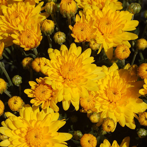 Sundance Yellow Garden Mum - Chrysanthemum grandiflorum