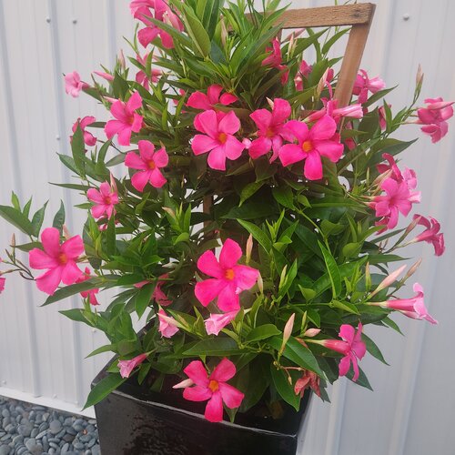 Beauty Shot: Sundenia® SUPREMA Vivid Pink Dipladenia