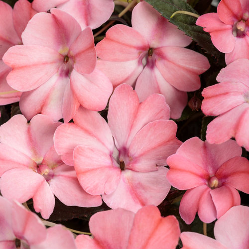 sunpatiens_compact_blush_pink.jpg