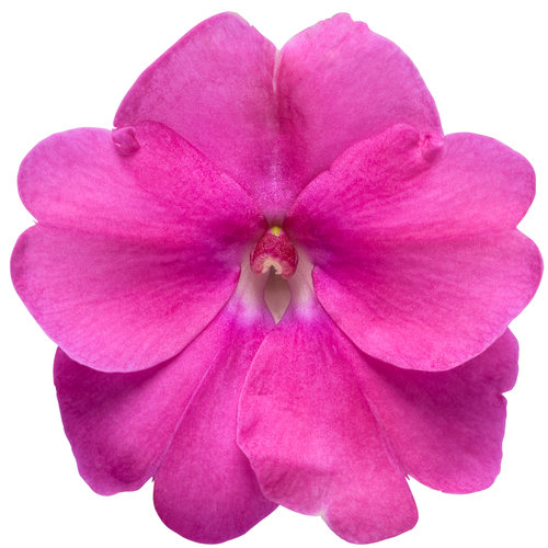 sunpatiens_compact_neon_pink_macro-01.jpg