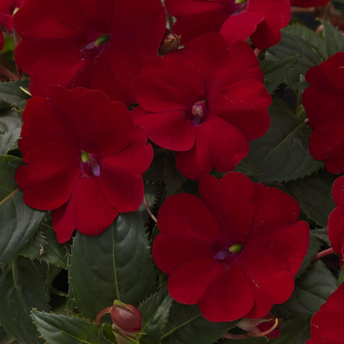 SunPatiens® Compact Red Impatiens x hybrida Proven Winners