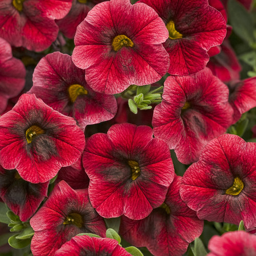 Superbells® Pomegranate Punch™ - Calibrachoa hybrid