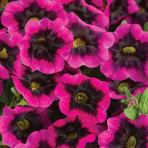 Superbells® Blackcurrant Punch™ - Calibrachoa hybrid