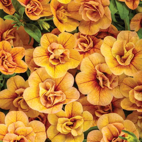 Superbells® Double Amber - Double Calibrachoa - Calibrachoa hybrid