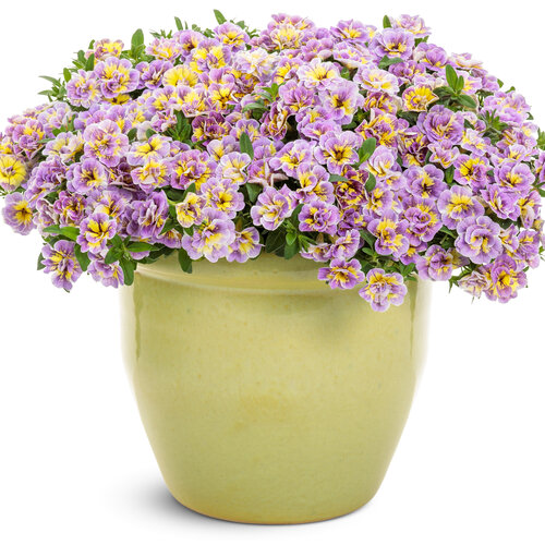 Beauty Shot: Superbells® Double Mardi Gras