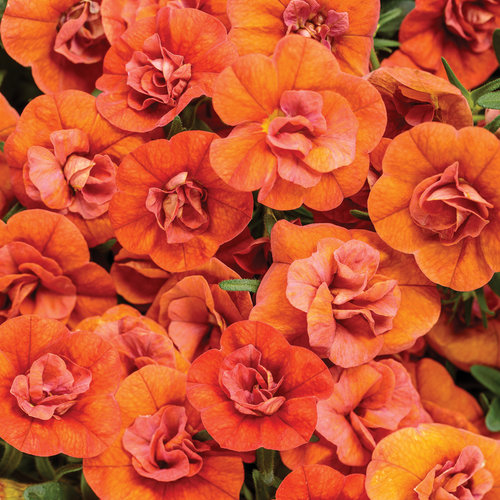 Superbells® Double Orange - Double Calibrachoa - Calibrachoa hybrid