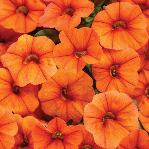 Superbells® Dreamsicle® - Calibrachoa hybrid