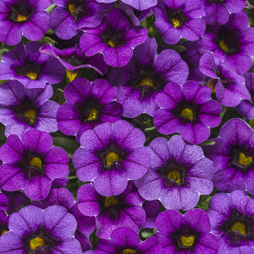 Superbells® Grape Punch™ - Calibrachoa hybrid