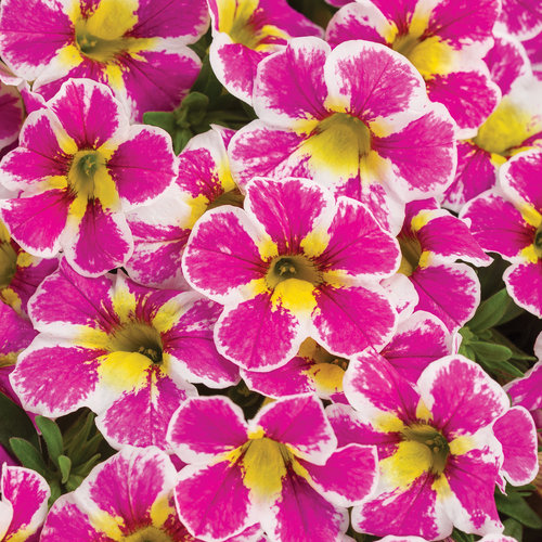 Superbells® Holy Cow!™ - Calibrachoa hybrid