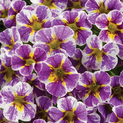 Superbells® Holy Smokes!® - Calibrachoa hybrid